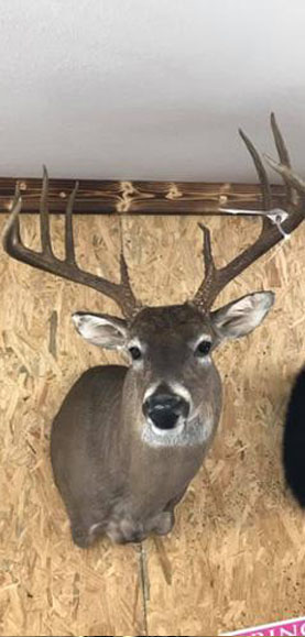Deer Head Display