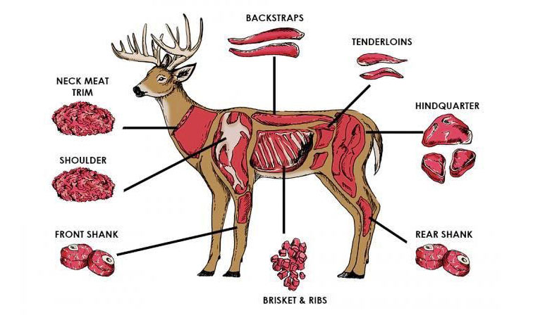 Deer Meat Guide